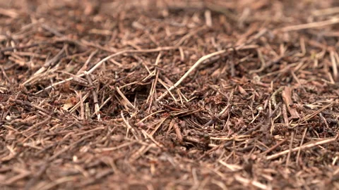 Сolony of ants in forest building anthill randomly crawling from side to side Video stock 138125995