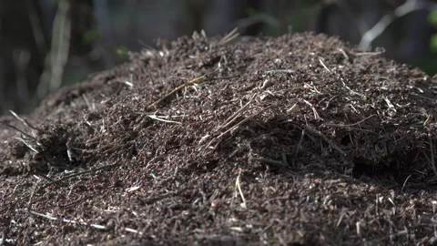 Сolony of ants in forest building anthill randomly crawling from side to side Video stock 138126315