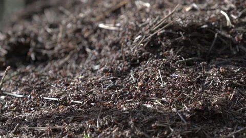 Сolony of ants in forest building anthill randomly crawling from side to side Video stock 138137472