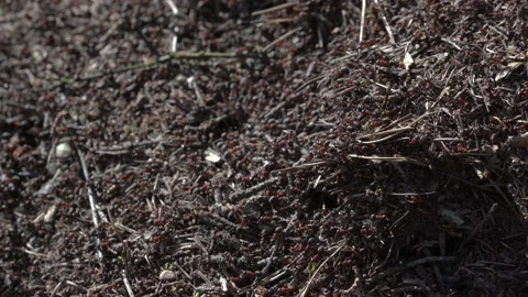Сolony of ants in forest building anthill randomly crawling from side to side Video stock 138140201