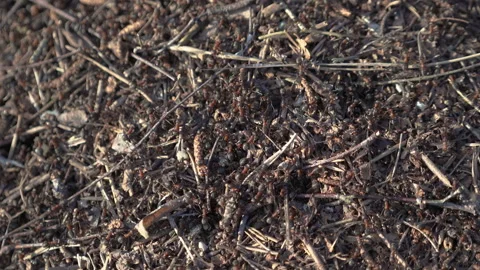 Сolony of ants in forest building anthill randomly crawling from side to side Vidéo 138141704