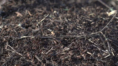 Сolony of ants in forest building anthill randomly crawling from side to side Video stock 138141870