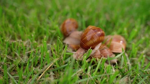 Сolony of snails on green grass. Many large ground mollusk at nature Stock Footage 158876522