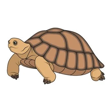 Сolor illustration with turtle. Isolated vector object. Stock Illustration