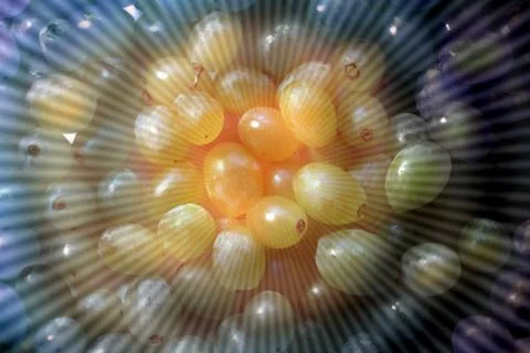 Сolorful grapes texture background with light rays 스톡 사진