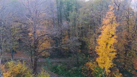 Сolorful trees in the autumn forest. The view from the top Stock Footage 122760264