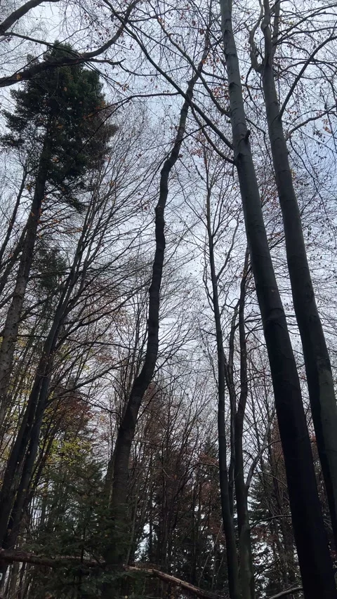 Сolorful woods leaves on background blue sky at calm warm sunny day Stock Footage 323769433