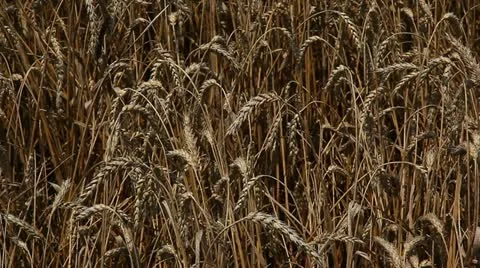 Сolossus of wheat Video stock 10917261