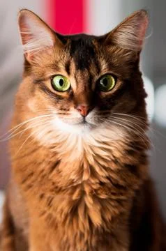 Somali Cat Portrait. Stock Photos