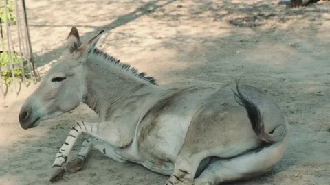 Somali donkey rolling over and fluttering its ears Stock Footage 157600804