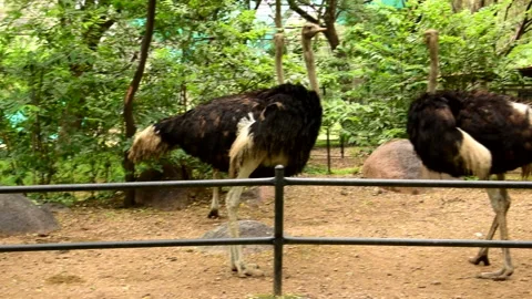 Somali Ostrich Big Bird Feeding In Grasslands Zoo Park, in India Stock Footage