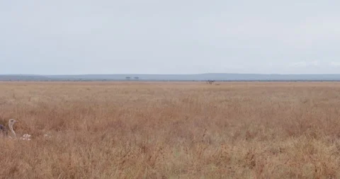 A Somali ostrich brooding eggs in the grassland Stock-Footage 314785171