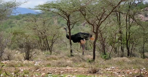 Somali Ostrich Stock Footage 60381829