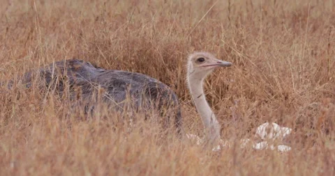 A Somali ostrich laying on eggs while scanning in savannah Stock Footage 314789107