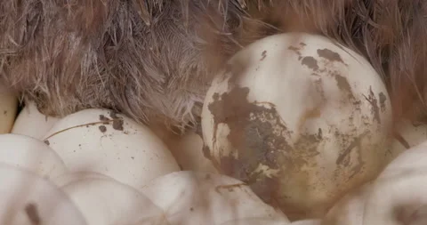 A Somali ostriches body brooding on eggs in savannah Stock-Footage 314781167