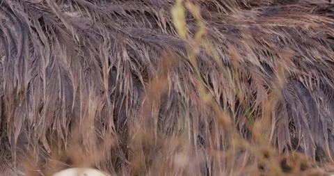 A Somali ostriches body brooding in savannah Stock Footage 314780457