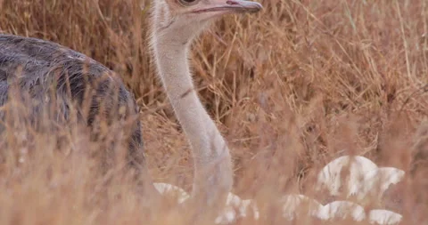 A Somali ostriches body brooding while scanning the plains Stock Footage 314789097