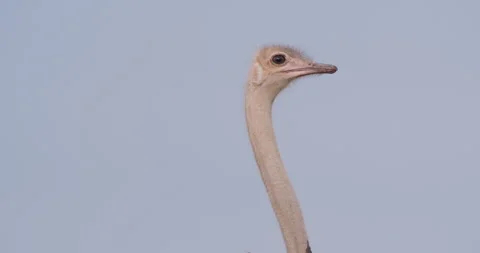 A Somali ostrich's neck head scanning about the plains Stock Footage 314788372