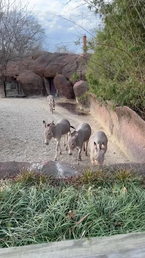 Somali Wild Ass Stock Footage 169200563