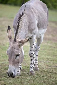 Somali Wild Ass Stock Photos