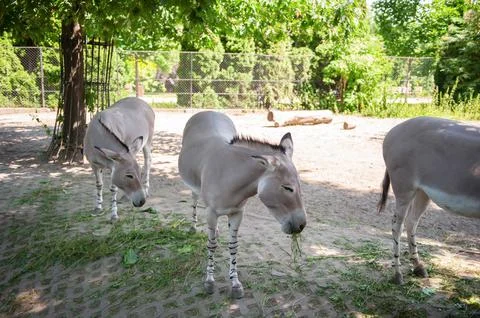 Somali wild asses in zoo on sunny day Stock Photos