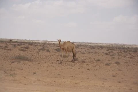 Somalia Stock Photos