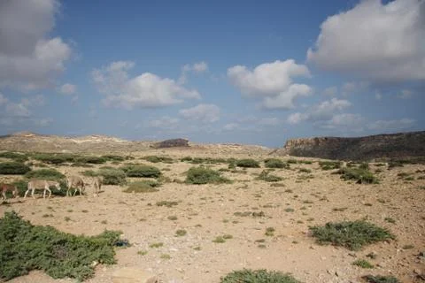 Somalia Stock Photos