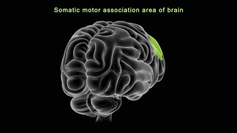 Somatic motor association area of brain Stock Footage 162819697