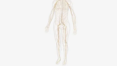 The somatic nervous system (SNS) includes all nerves that run to and from the Stock Footage 271043686