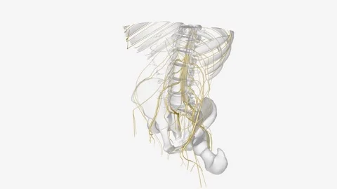 The somatic nervous system (SNS) includes all nerves that run to and from the Stock Footage 271054230