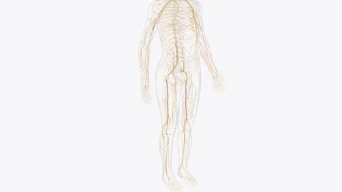 The somatic nervous system (SNS) includes all nerves that run to and from t.. Stock Illustration
