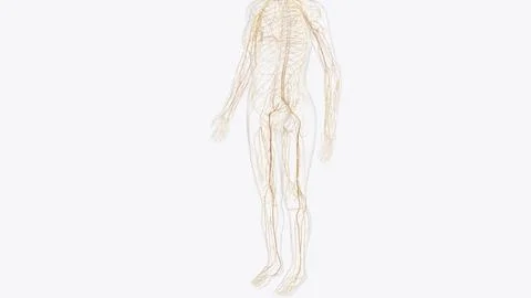 The somatic nervous system (SNS) includes all nerves that run to and from t.. 스톡 일러스트