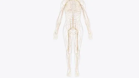 The somatic nervous system (SNS) includes all nerves that run to and from t.. 스톡 일러스트