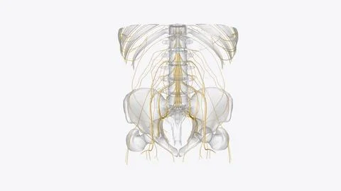 The somatic nervous system (SNS) includes all nerves that run to and from t.. Stock Illustration