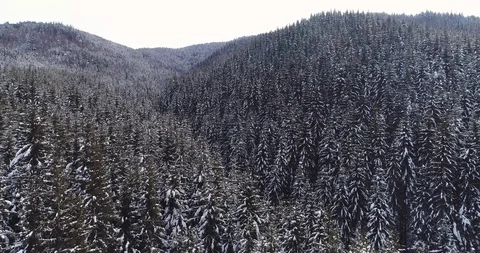 Somber air view of the winter forest Stock Footage 99141695