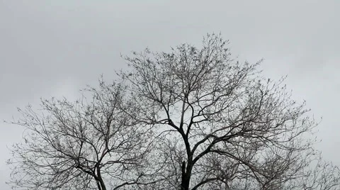 Somber, eerie view looking up a leafless tree blowing against a gray gloomy sky Stock Footage 2103586