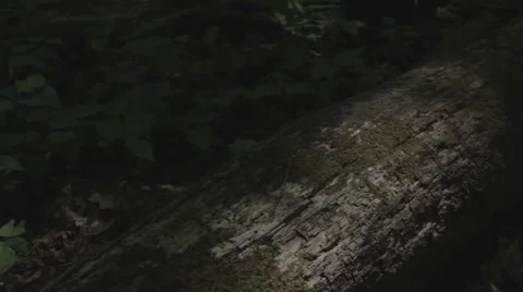 Somber fallen tree in the forest Stock Footage 40018537