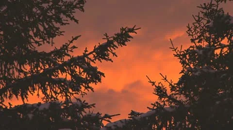 Somber Red Sky at Night Forest Silhouette of Waving Branches Stock Footage 10591919