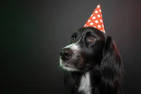 Somber studio portrait of a black dog wearing a red party hat with polka dots. Stock Photos