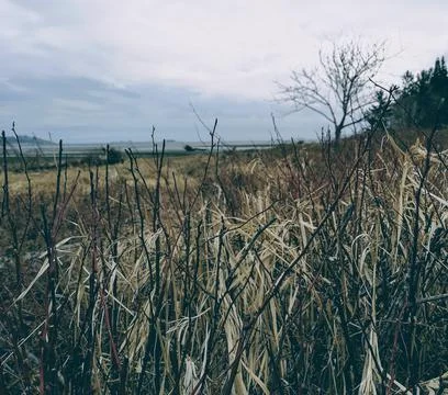 A somber winter view through long dead grass by the sea Foto stock