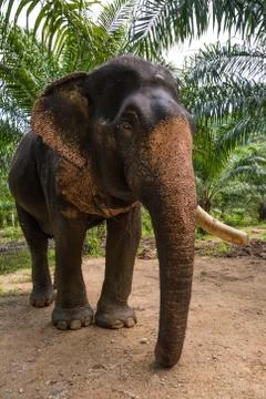 Somboon the elephant Stock Photos