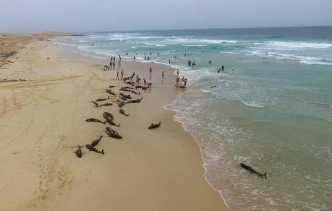 Some 100 dolphins run aground in a beach in Boavista Island, Cape Verde - 25 Sep Stock Photos