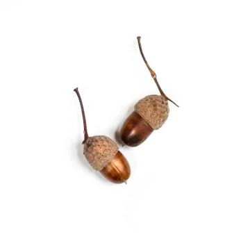 Some acorns Stock Photos