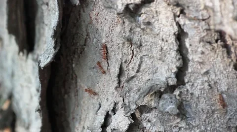 Some activity of red ant on bark Stock Footage 43014838