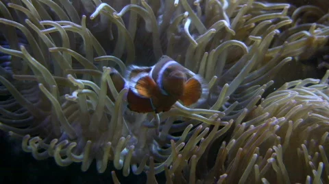 Some Anemone is attracting a Clownfish Stock Footage 366554