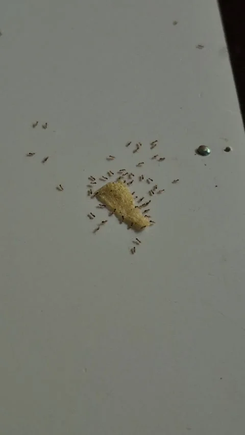 Some ants trying to move a piece of food Stock Footage 309429371