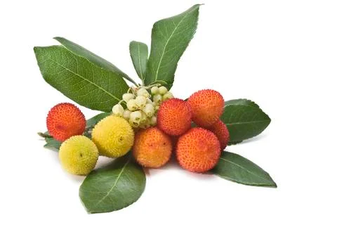 Some arbutus. Stock Photos