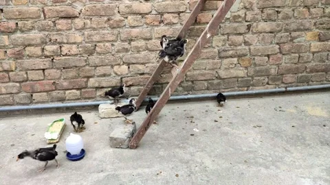 Some Australorp Chicks are playing around metal stairs 動画素材 163608437