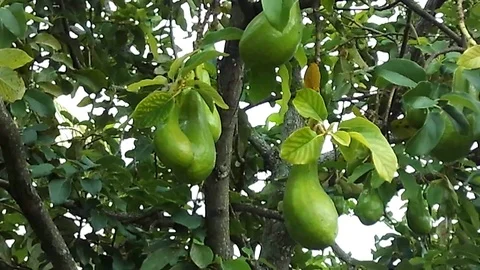 Some avocado fruit hanging on the avocado tree on the garden. Video stock 122911649