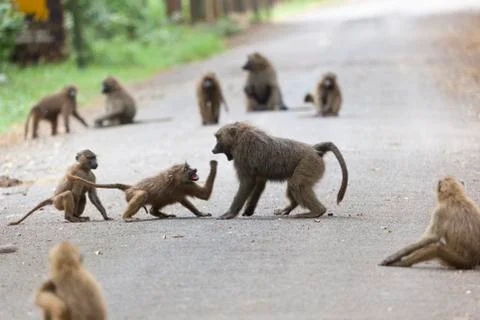 Some baboons fighting each other on a road in Nairobi Nation Park in Kenya Stock Photos